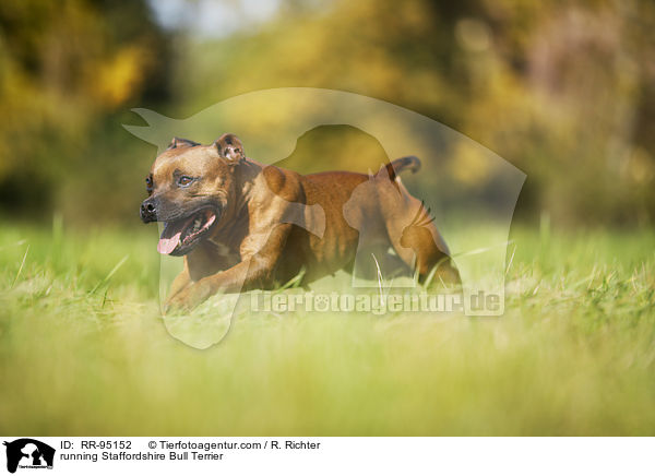 rennender Staffordshire Bullterrier / running Staffordshire Bull Terrier / RR-95152