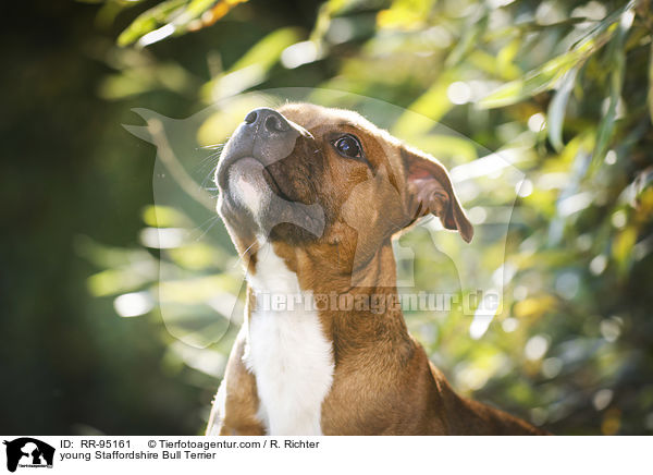 junger Staffordshire Bullterrier / young Staffordshire Bull Terrier / RR-95161