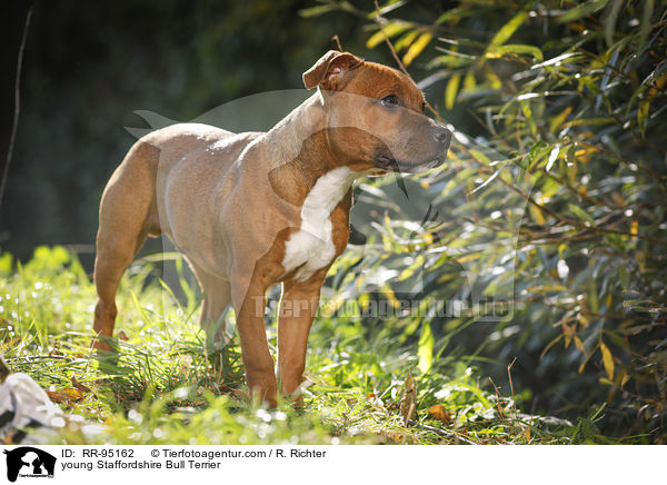 junger Staffordshire Bullterrier / young Staffordshire Bull Terrier / RR-95162