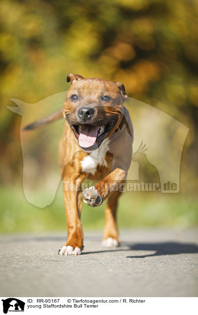 junger Staffordshire Bullterrier / young Staffordshire Bull Terrier / RR-95167