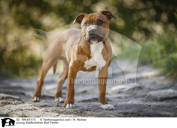 young Staffordshire Bull Terrier / RR-95173