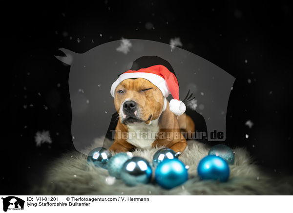 lying Staffordshire Bullterrier / VH-01201