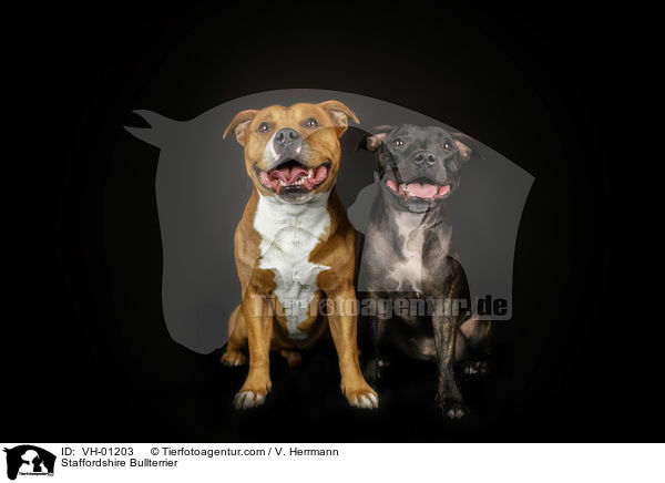 Staffordshire Bullterrier / VH-01203