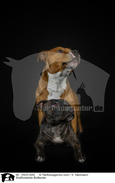 Staffordshire Bullterrier / VH-01205