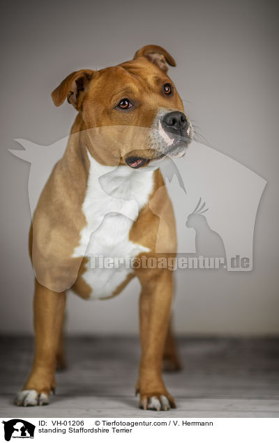 standing Staffordshire Terrier / VH-01206