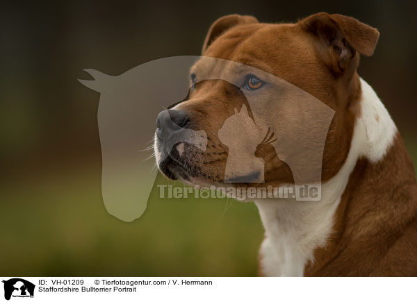 Staffordshire Bullterrier Portrait / Staffordshire Bullterrier Portrait / VH-01209