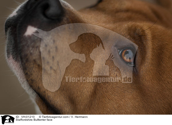 Staffordshire Bullterrier face / VH-01210