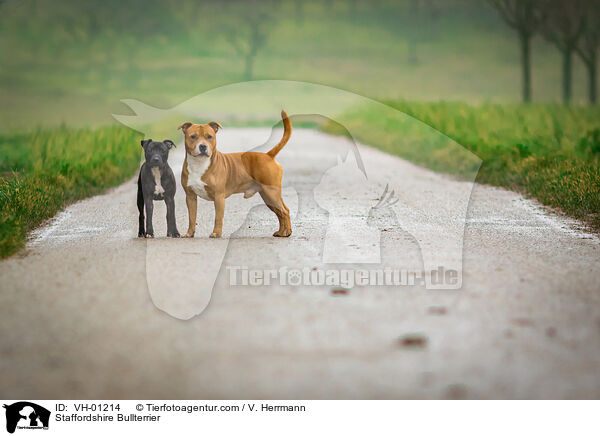 Staffordshire Bullterrier / Staffordshire Bullterrier / VH-01214