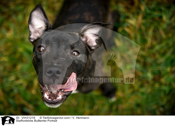 Staffordshire Bullterrier Portrait / Staffordshire Bullterrier Portrait / VH-01216