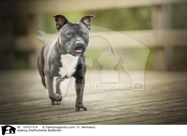 laufender Staffordshire Bullterrier / walking Staffordshire Bullterrier / VH-01314