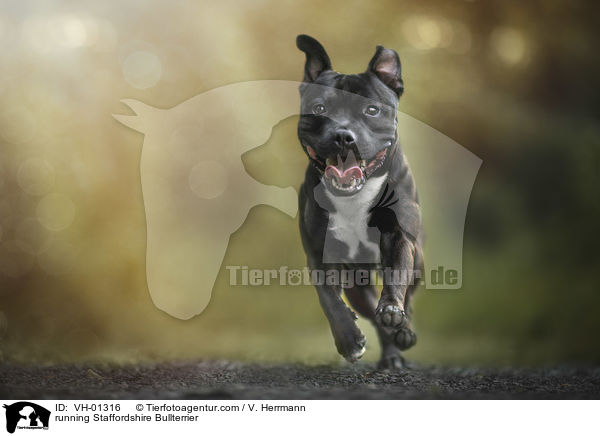 rennender Staffordshire Bullterrier / running Staffordshire Bullterrier / VH-01316
