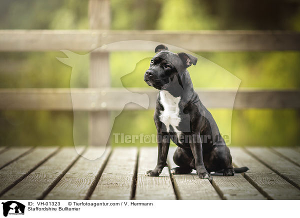Staffordshire Bullterrier / Staffordshire Bullterrier / VH-01323