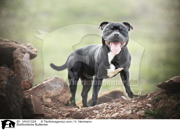 Staffordshire Bullterrier / Staffordshire Bullterrier / VH-01324