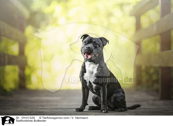 Staffordshire Bullterrier / VH-01329