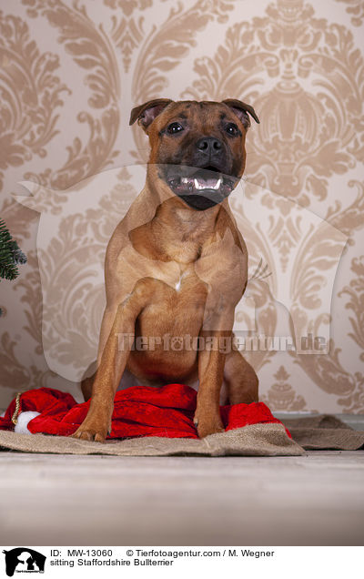 sitting Staffordshire Bullterrier / MW-13060