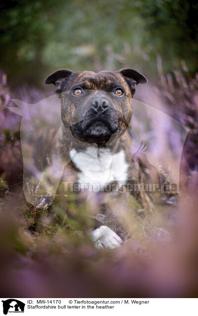Staffordshire bull terrier in the heather / MW-14170