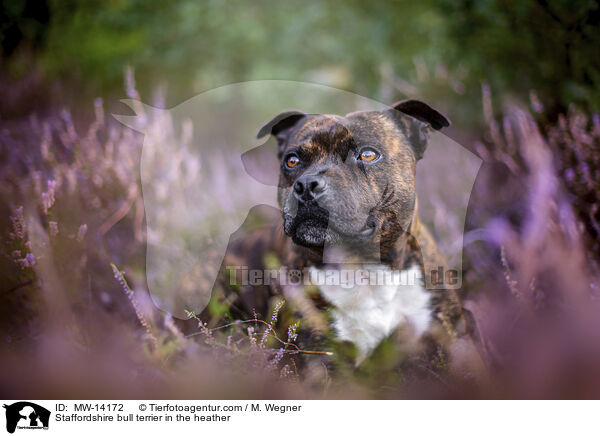 Staffordshire bull terrier in the heather / MW-14172