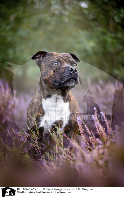 Staffordshire bull terrier in the heather / MW-14173