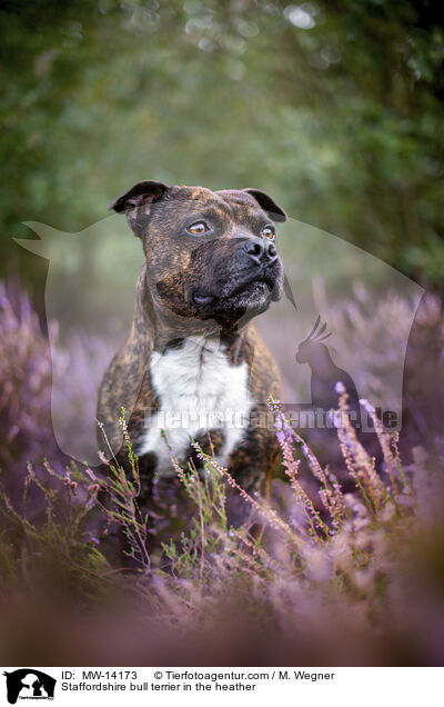Staffordshire Bullterrier in der Heide / Staffordshire bull terrier in the heather / MW-14173