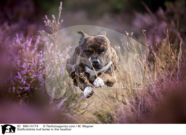 Staffordshire bull terrier in the heather / MW-14174