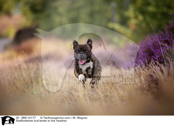 Staffordshire bull terrier in the heather / MW-14177