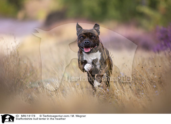 Staffordshire bull terrier in the heather / MW-14178