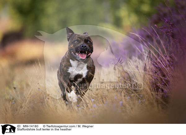 Staffordshire Bullterrier in der Heide / Staffordshire bull terrier in the heather / MW-14180