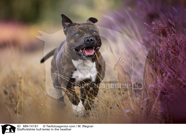 Staffordshire bull terrier in the heather / MW-14181
