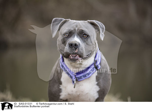 Staffordshire Bullterrier portrait / SAS-01331