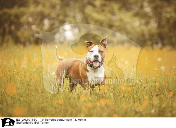 Staffordshire Bull Terrier / JAM-01680