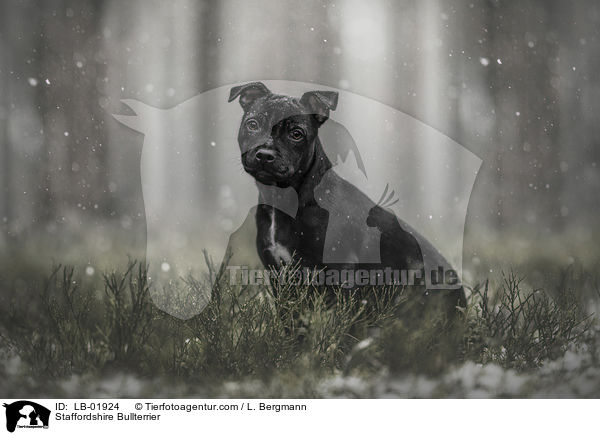 Staffordshire Bullterrier / LB-01924