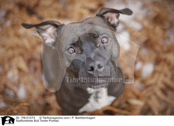 Staffordshire Bullterrier Portrait / Staffordshire Bull Terrier Portrait / PB-01074
