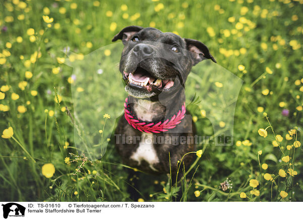 female Staffordshire Bull Terrier / TS-01610