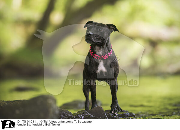 Staffordshire Bullterrier Hndin / female Staffordshire Bull Terrier / TS-01611
