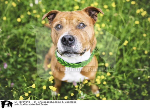 male Staffordshire Bull Terrier / TS-01613