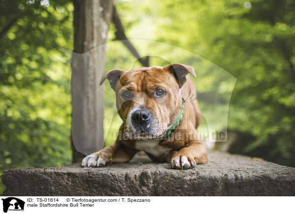 male Staffordshire Bull Terrier / TS-01614