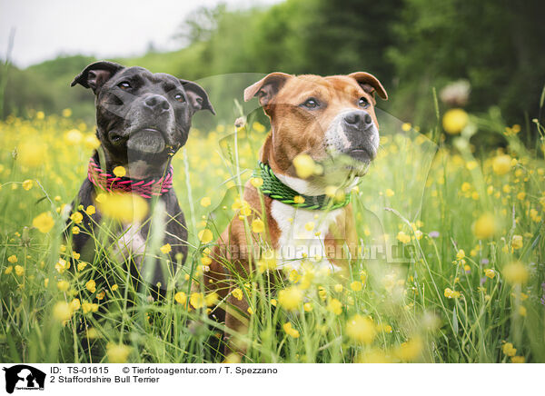 2 Staffordshire Bullterrier / 2 Staffordshire Bull Terrier / TS-01615
