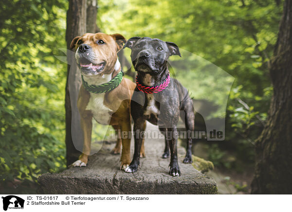 2 Staffordshire Bull Terrier / TS-01617