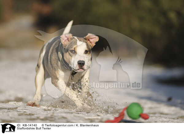 Staffordshire Bullterrier / Staffordshire Bull Terrier / KB-14140