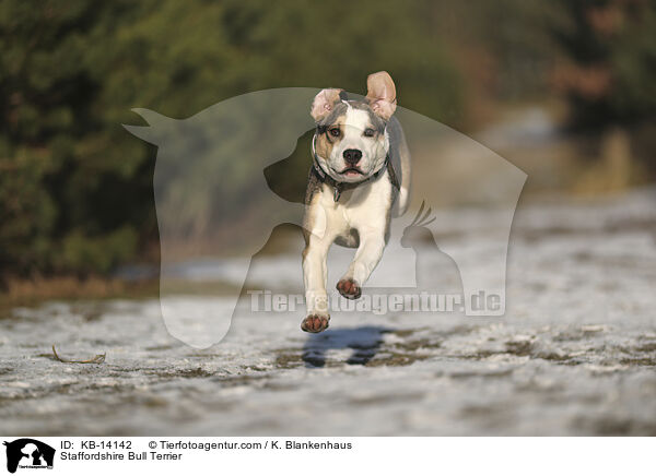 Staffordshire Bull Terrier / KB-14142