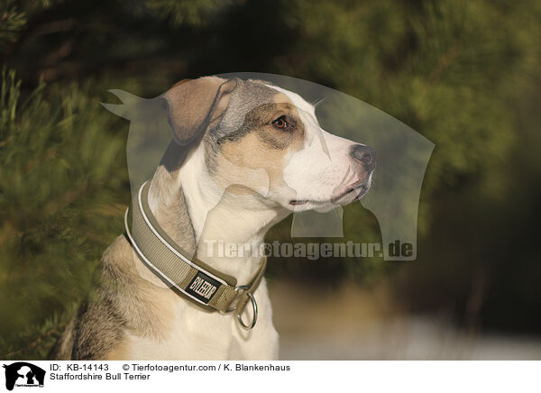 Staffordshire Bull Terrier / KB-14143