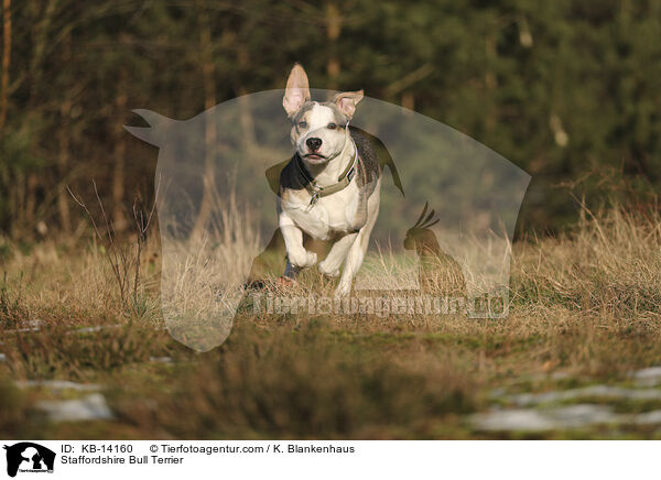 Staffordshire Bull Terrier / KB-14160