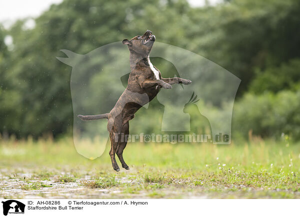 Staffordshire Bull Terrier / Staffordshire Bull Terrier / AH-08286