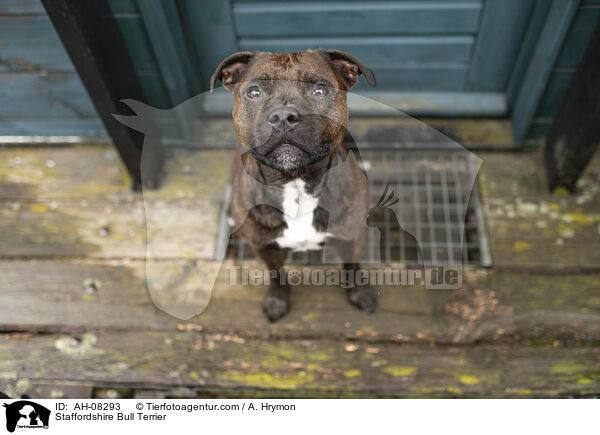 Staffordshire Bull Terrier / Staffordshire Bull Terrier / AH-08293