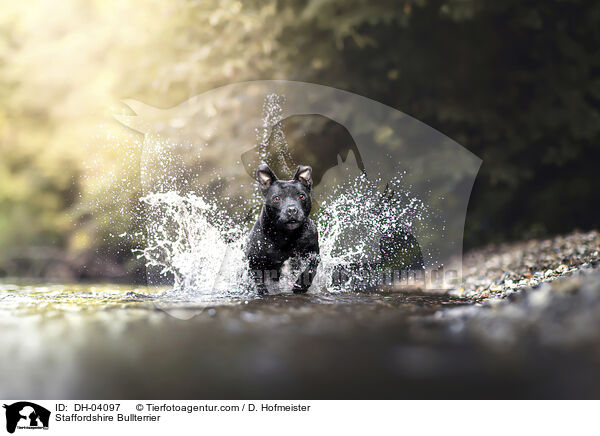 Staffordshire Bullterrier / Staffordshire Bullterrier / DH-04097