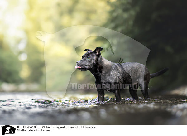 Staffordshire Bullterrier / Staffordshire Bullterrier / DH-04100