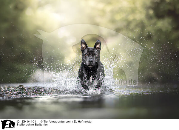 Staffordshire Bullterrier / Staffordshire Bullterrier / DH-04101