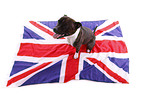 sitting Staffordshire Bullterrier