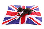 lying Staffordshire Bullterrier