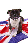 lying Staffordshire Bullterrier